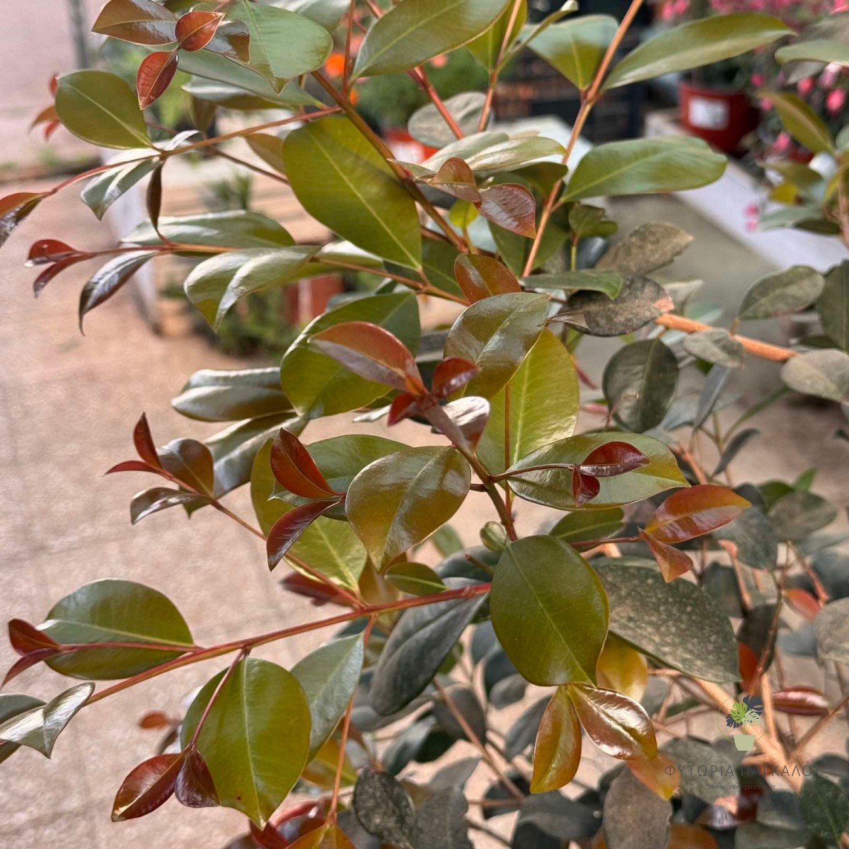 Ευγενία (Eugenia myrtifolia) - 3 lt